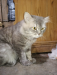 Parsian cat (  NOR )